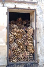 cooked agave pias (hearts) in a traditonal stone oven