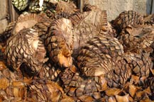 cooked agave hearts (pias) in fron of a traditional stone oven