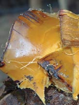 cooked agave hearts in adobe oven - agabe tequilana