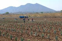 workers plant baby blue agaves in amatitan, jalisco, mexico