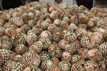 agave hearts ready to be cooked at cooperativa tequilera la magdalena