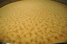 fermenting agave juice in stainless steel tanks at cooperativa tequilera la magdalena