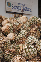 agave hearts ready to be cooked at cooperativa tequilera la magdalena