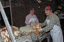 workers unload raw agave hearts from a truck onto a conveyor - tequila centinela - arandas, jalisco