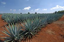 agave azul (blue agave) plants in los altos, jalisco, mexico