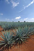 agave azul (blue agave) plants in los altos, jalisco, mexico