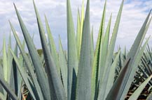 agave pencas or leaves
