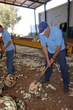 workers split raw agave hearts at tequila quiote - jalisco