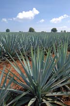 blue agave fields - tequila quiote - atotonilco el alto, jalisco