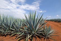 blue agave fields - atotonilco el alto, jalisco