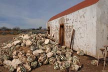 Agave piñas (hearts) in front of an adobe oven at Tres Mujeres Tequila