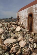Agave piñas (hearts) in front of an adobe oven at Tres Mujeres Tequila