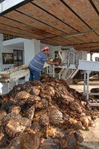 Cooked agave piñas (hearts) are placed on the crusher at Tres Mujeres Tequila