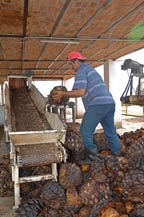 Cooked agave piñas (hearts) are placed on the crusher at Tres Mujeres Tequila