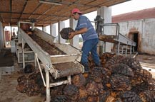 Cooked agave piñas (hearts) are placed the crusher at Tres Mujeres Tequila
