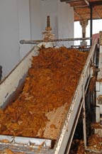 crushed agave moves to the juice extractor at Tres Mujeres Tequila
