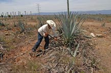 The Jimador perfoms the Jima to harvest the agave plant at Tres Mujeres