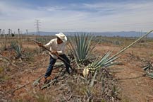 The Jimador perfoms the Jima to harvest the agave plant at Tres Mujeres