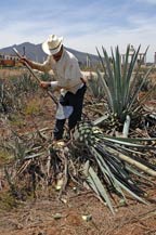 The Jimador perfoms the Jima to harvest the agave plant at Tres Mujeres